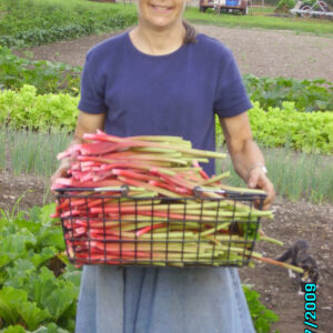 Rhubarb