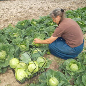 Cabbage