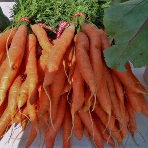Carrots