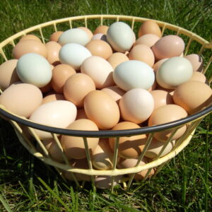 Pastured Eggs