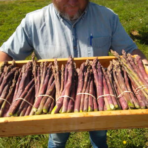 Asparagus