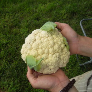 Cauliflower